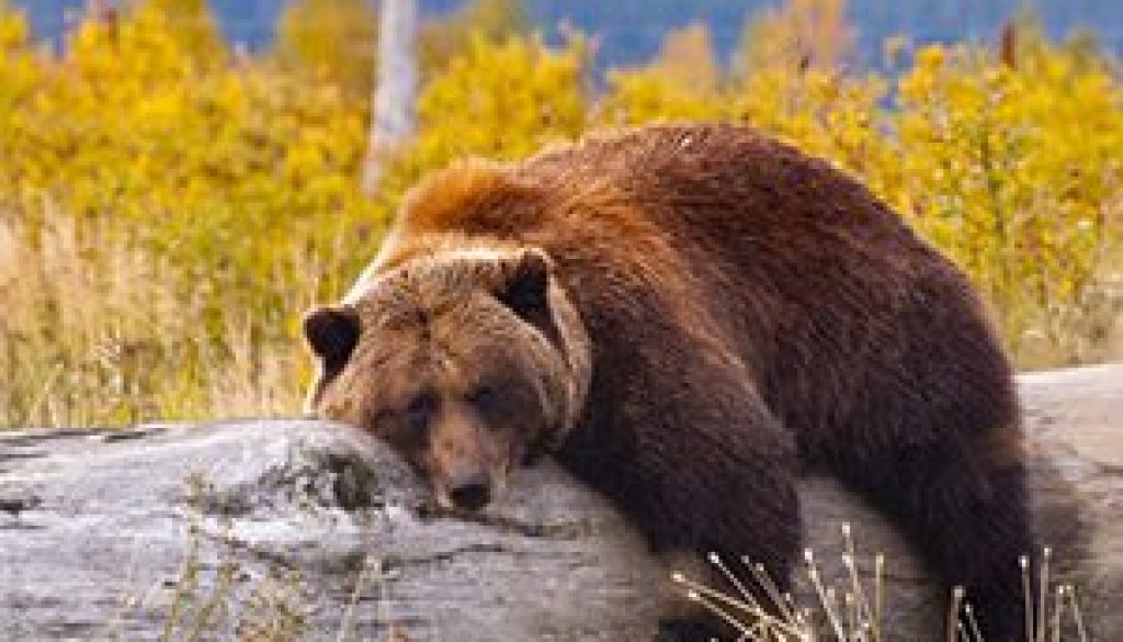 Sleep Away From Home