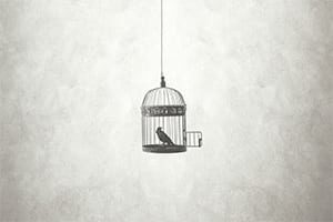 bird-flew