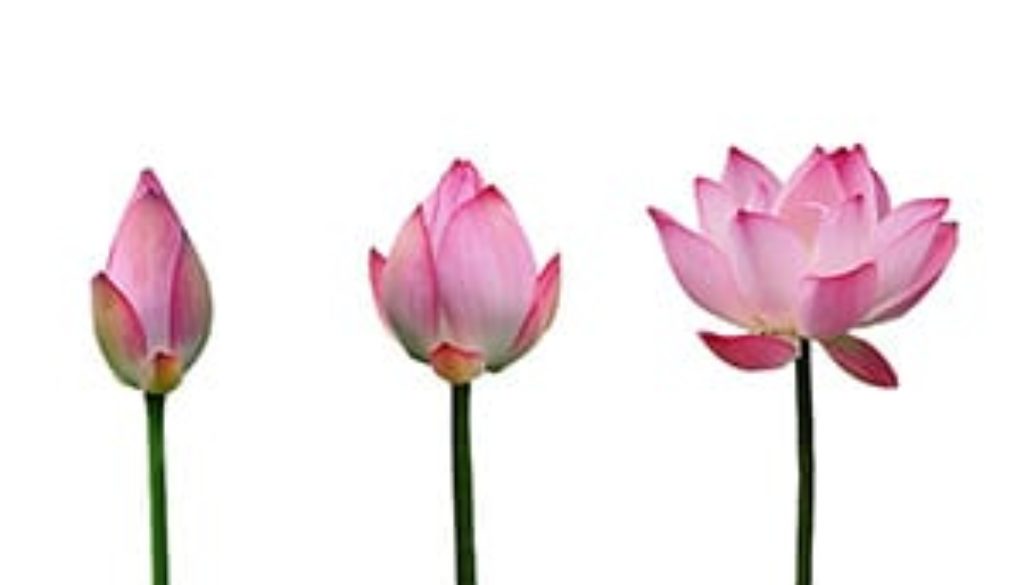 Increase female libido