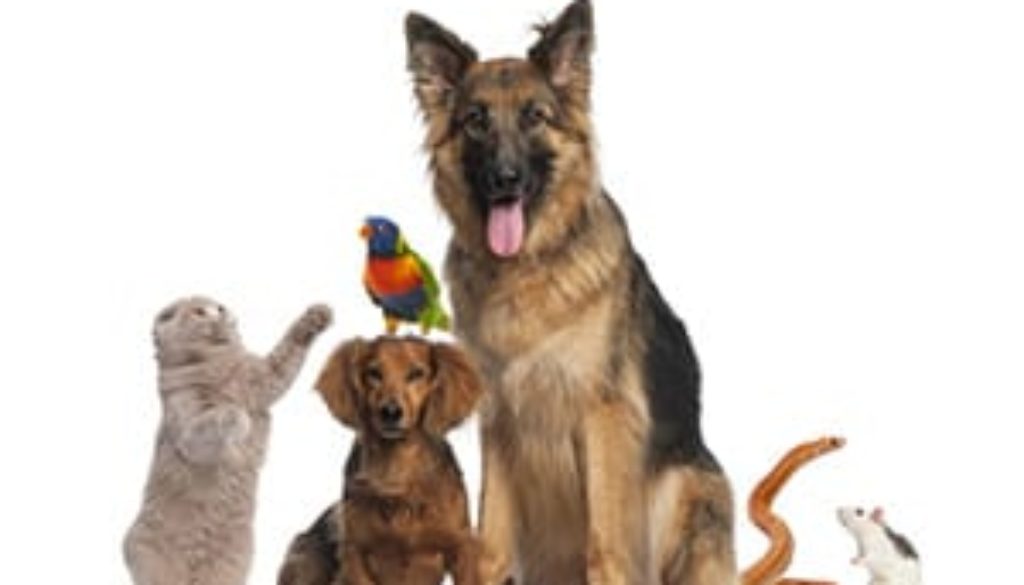 Kids - Loss of a Pet