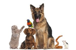 Kids - Loss of a Pet