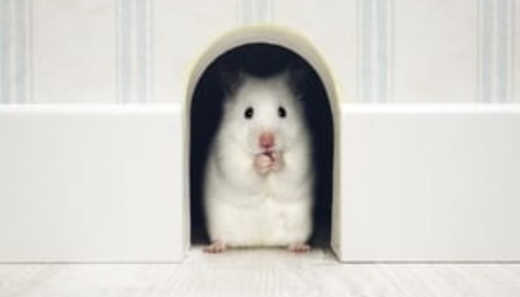 Overcoming Shyness and Social Anxiety