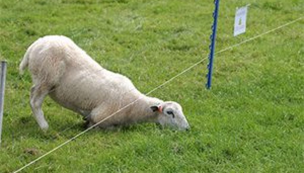 grass is always greener