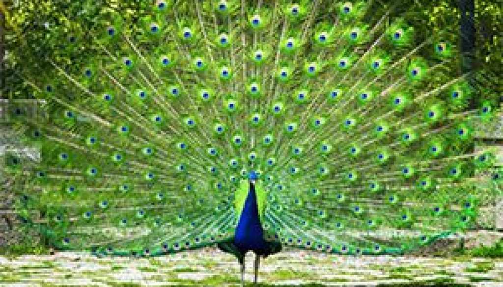 Stop Trying to Impress People