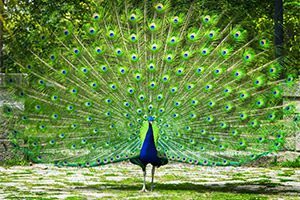 Stop Trying to Impress People