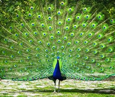 Stop Trying to Impress People