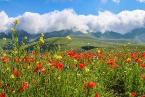 Spring Meadow Relaxation